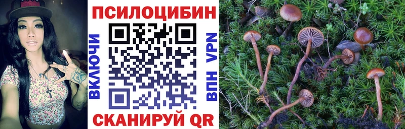 MEGA зеркало  где продают наркотики  Димитровград  Галлюциногенные грибы Cubensis 
